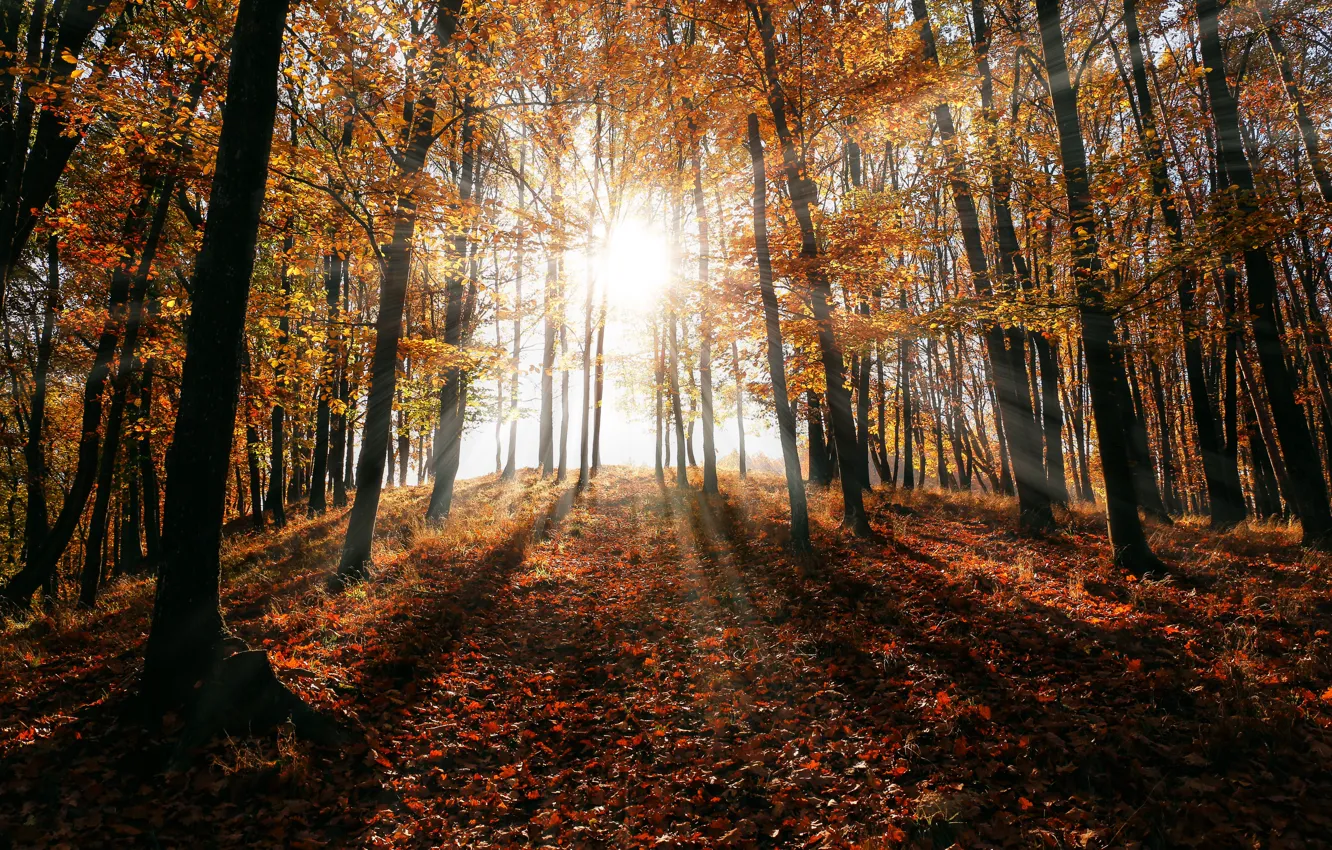 Фото обои Солнце, Природа, Осень, Деревья, Лес, Лучи, Nature, Блик