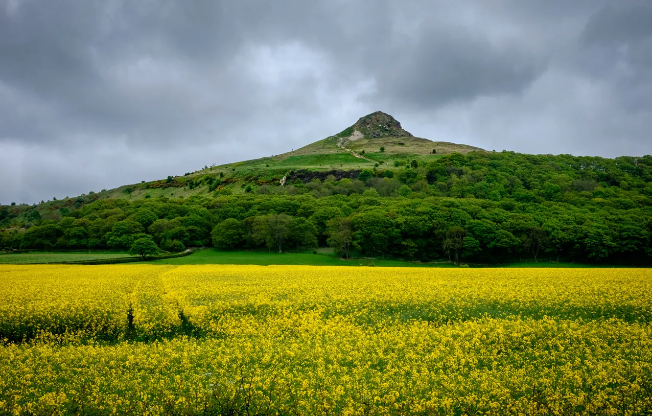 Фото обои поле, небо, деревья, горы, тучи, скалы, Англия, рапс