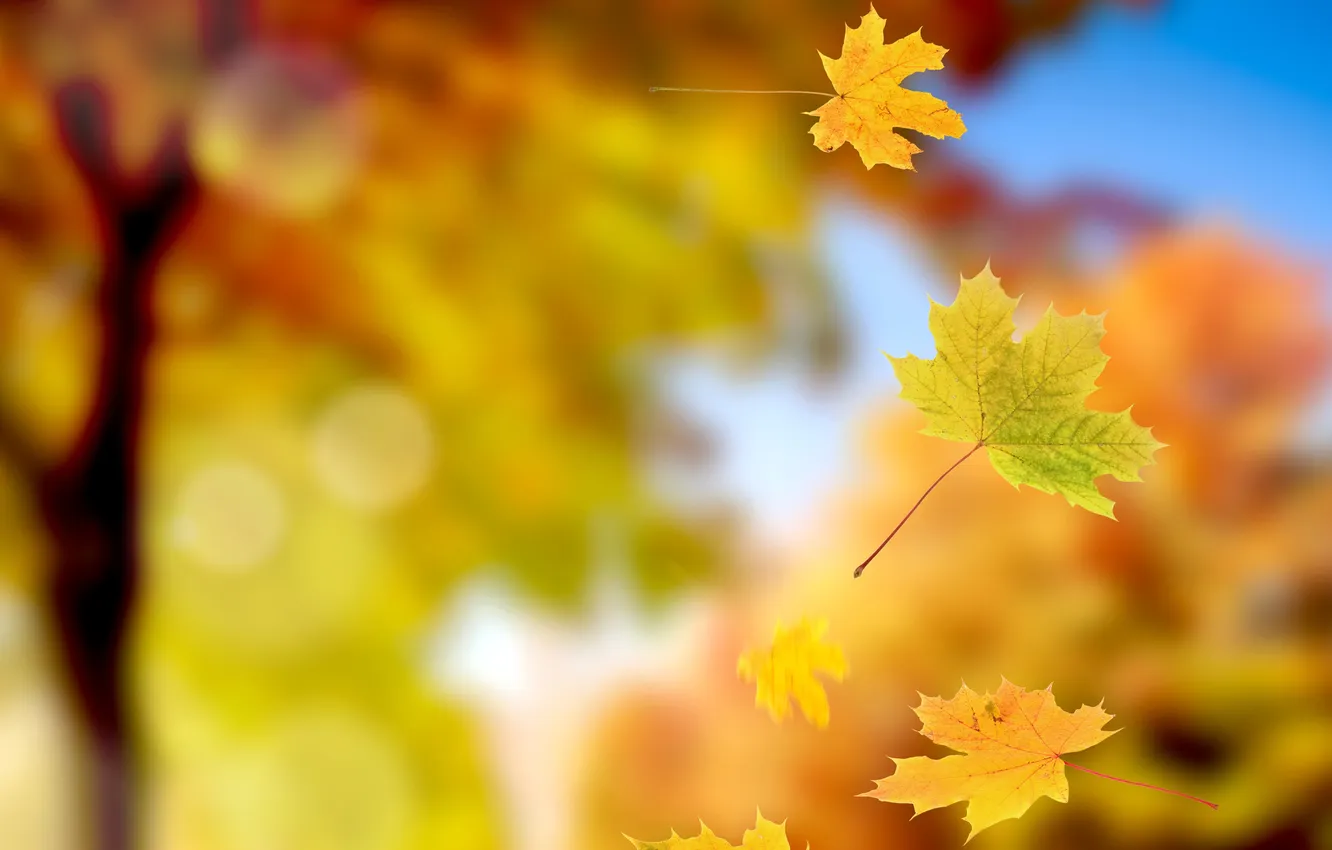Фото обои осень, листья, падение