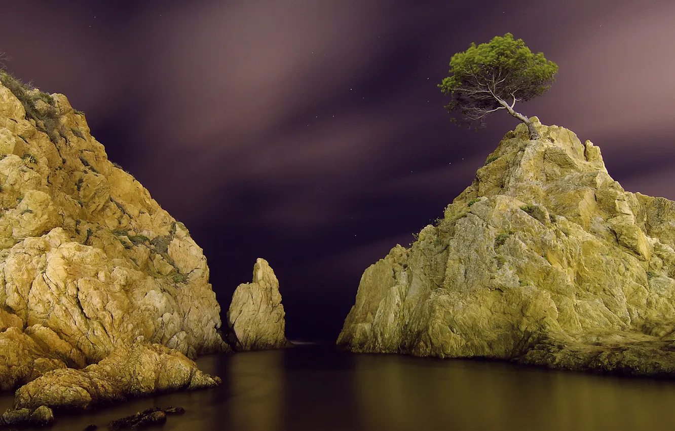 Фото обои звезды, ночь, дерево, скалы