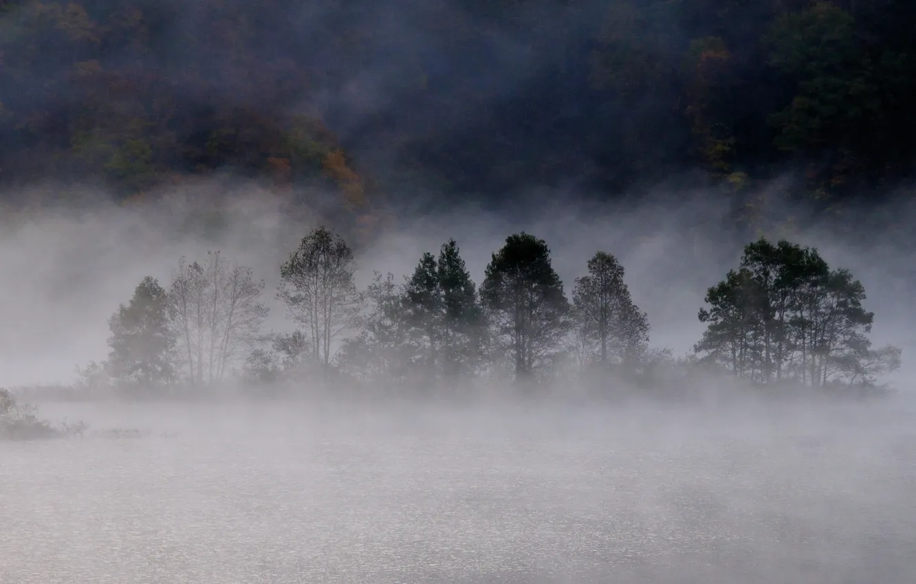 Фото обои осень, лес, туман, озеро
