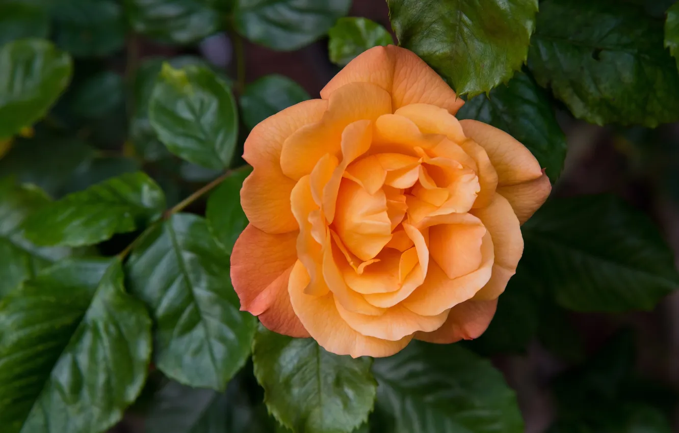 Фото обои оранжевый, роза, лепестки