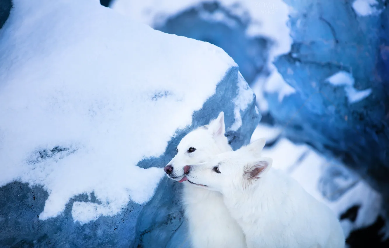 Фото обои снег, ледник, парочка, две собаки, Белая швейцарская овчарка