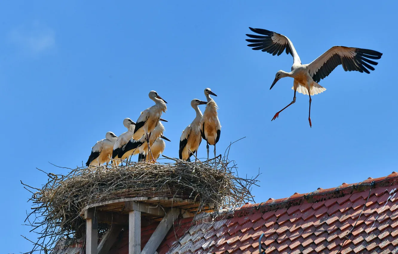 Фото обои крыша, птицы, дом, гнездо, белый аист