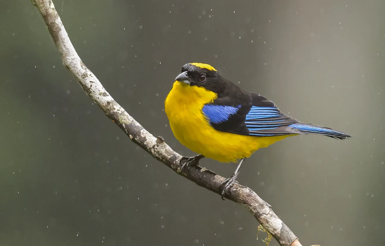 Фото обои дождь, птица, ветка, bird, looking, branch, raining, tanager