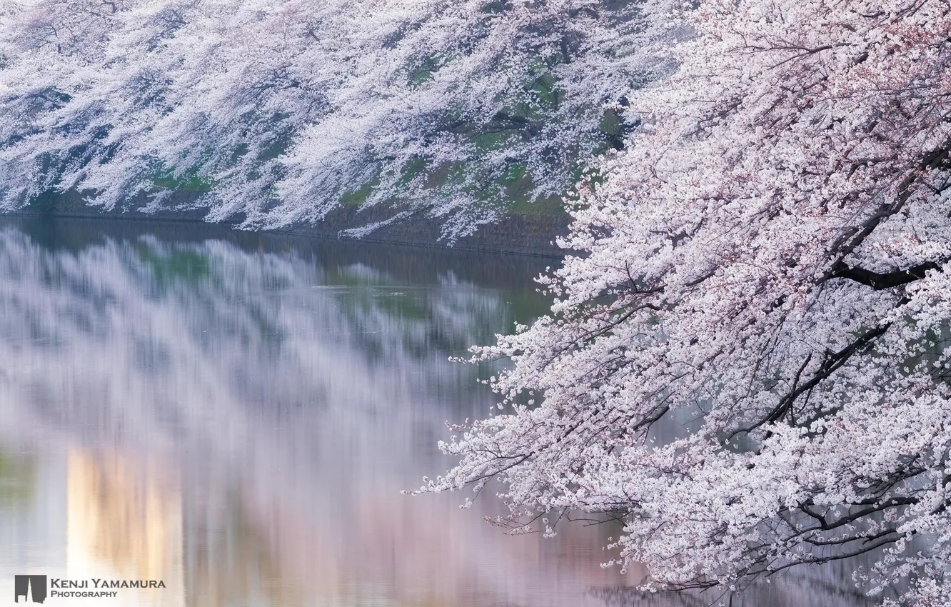 Фото обои река, ветви, Япония, сакура, photographer, цветёт, Kenji Yamamura