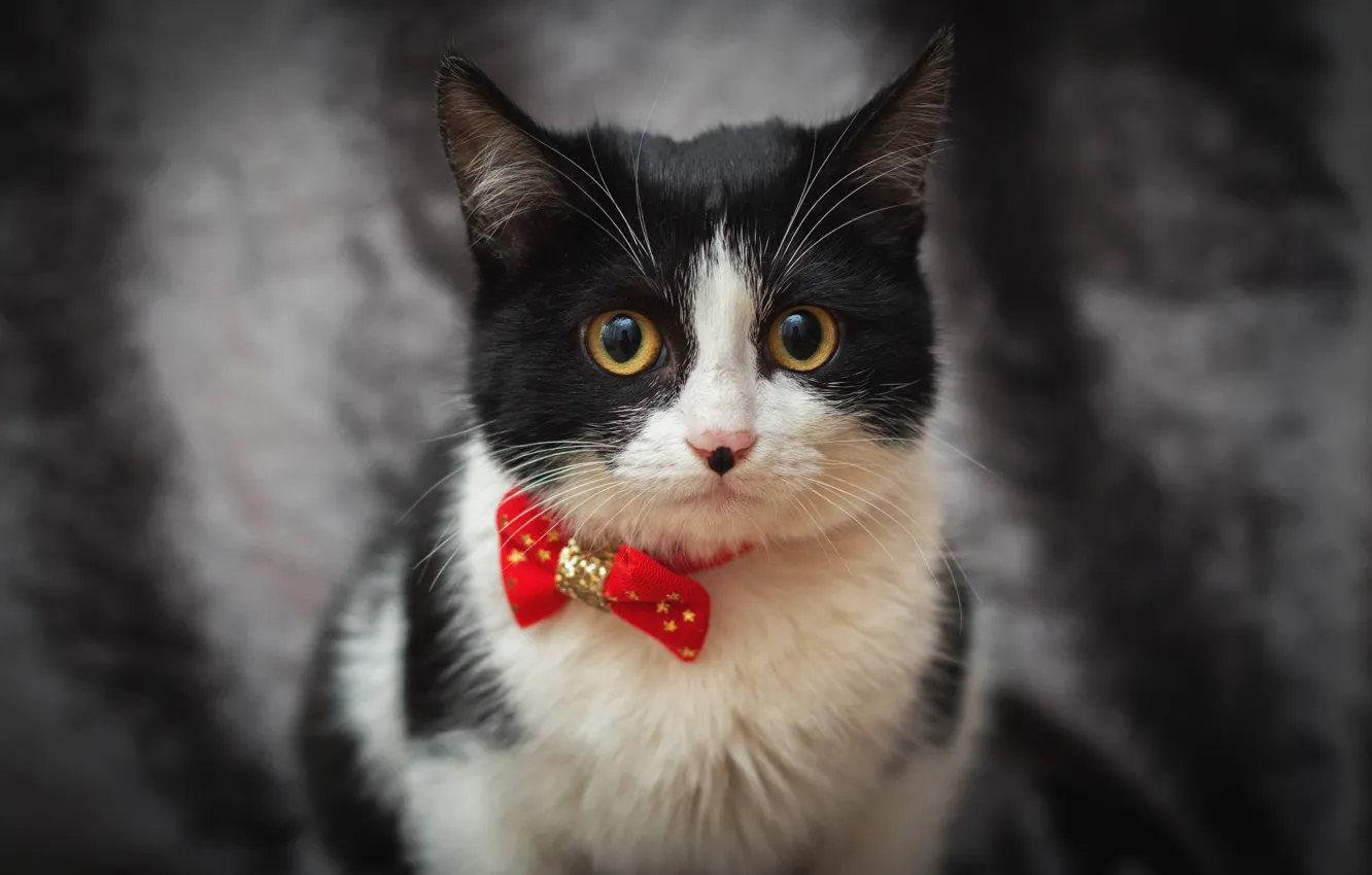 Фото обои кошка, кот, портрет, черно-белое