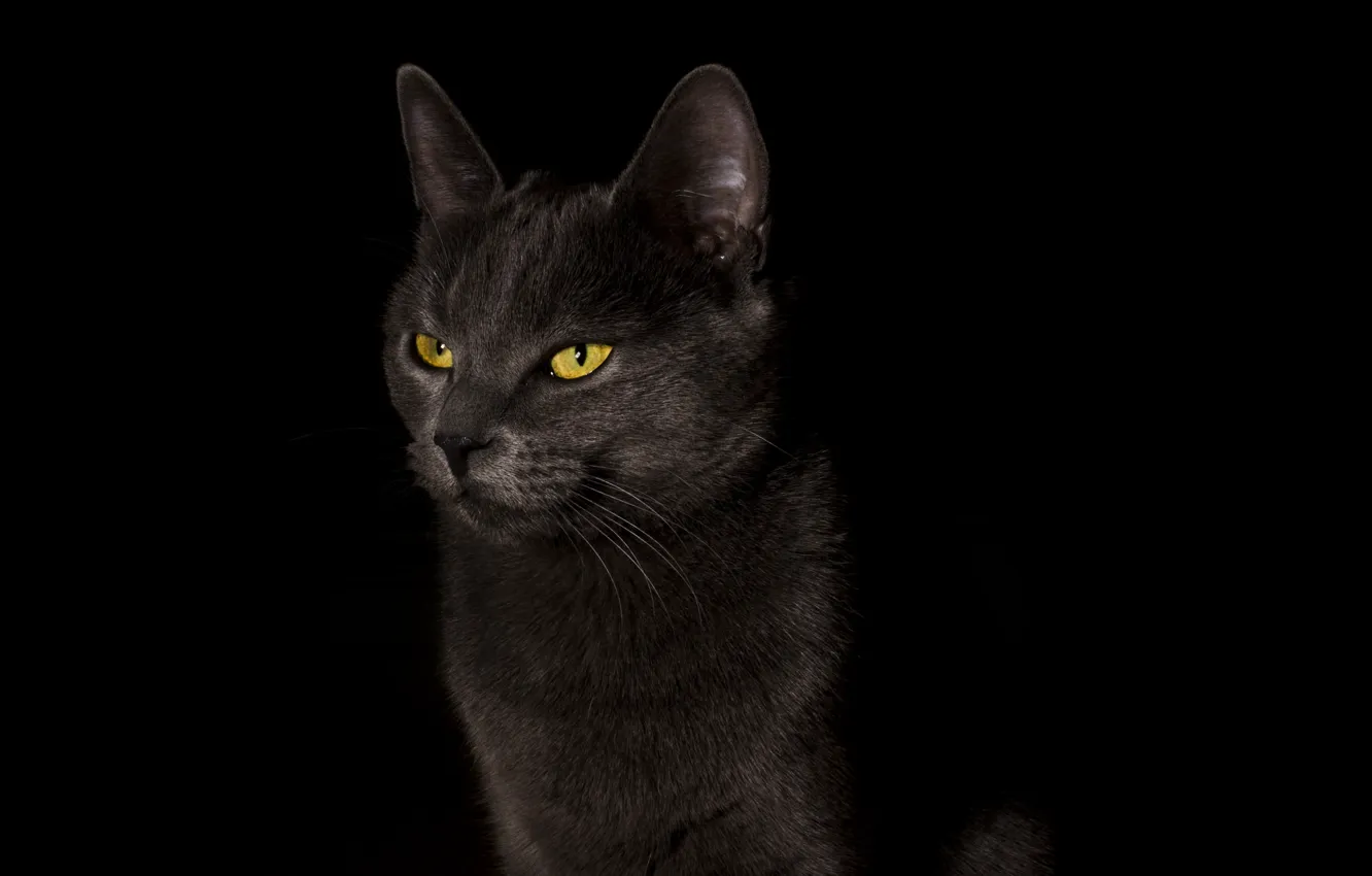 Фото обои кошка, кот, фон, widescreen, обои, wallpaper, черный фон, black