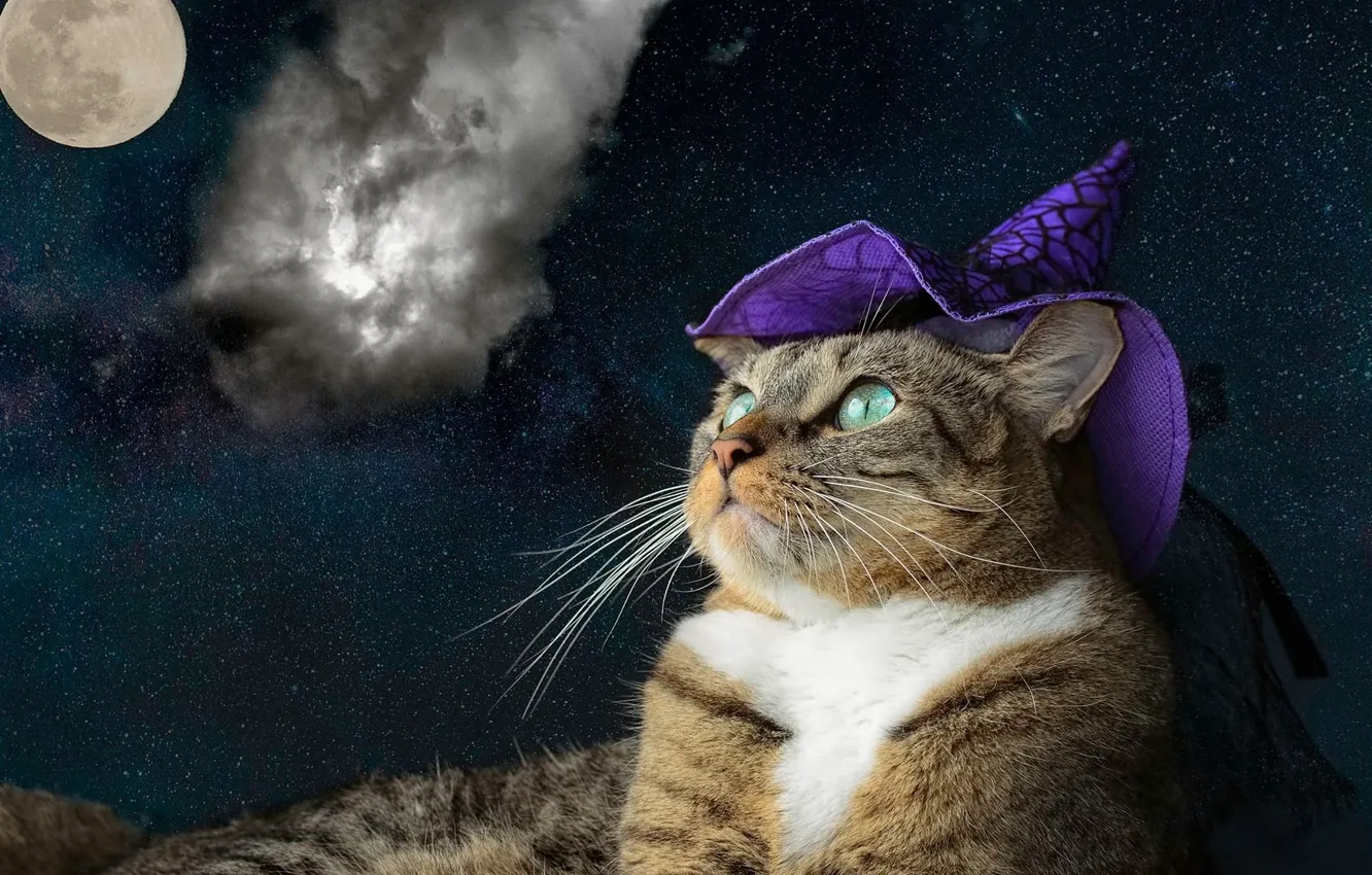 Фото обои кошка, фиолетовый, кот, взгляд, морда, космос, облака, ночь