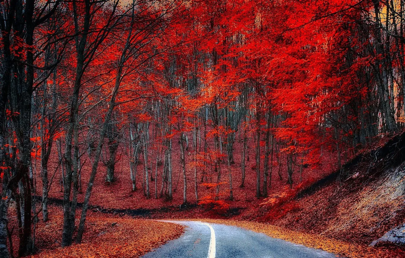 Фото обои ДОРОГА, ЛЕС, КРАСКИ, ЛИСТЬЯ, ЦВЕТ, ДЕРЕВЬЯ, ОСЕНЬ, ЛИСТВА