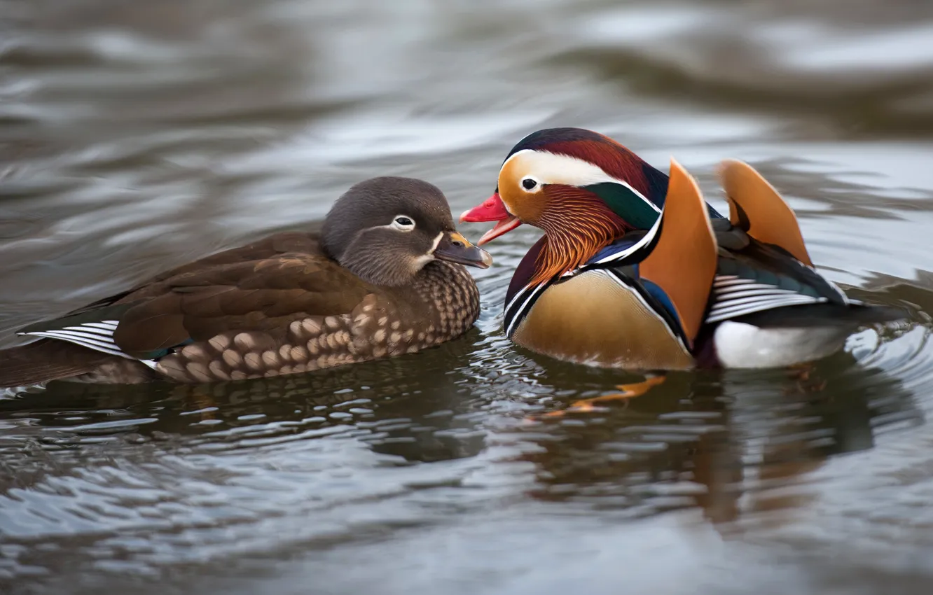Фото обои вода, любовь, птицы, природа, пруд, утки, пара, влюбленные