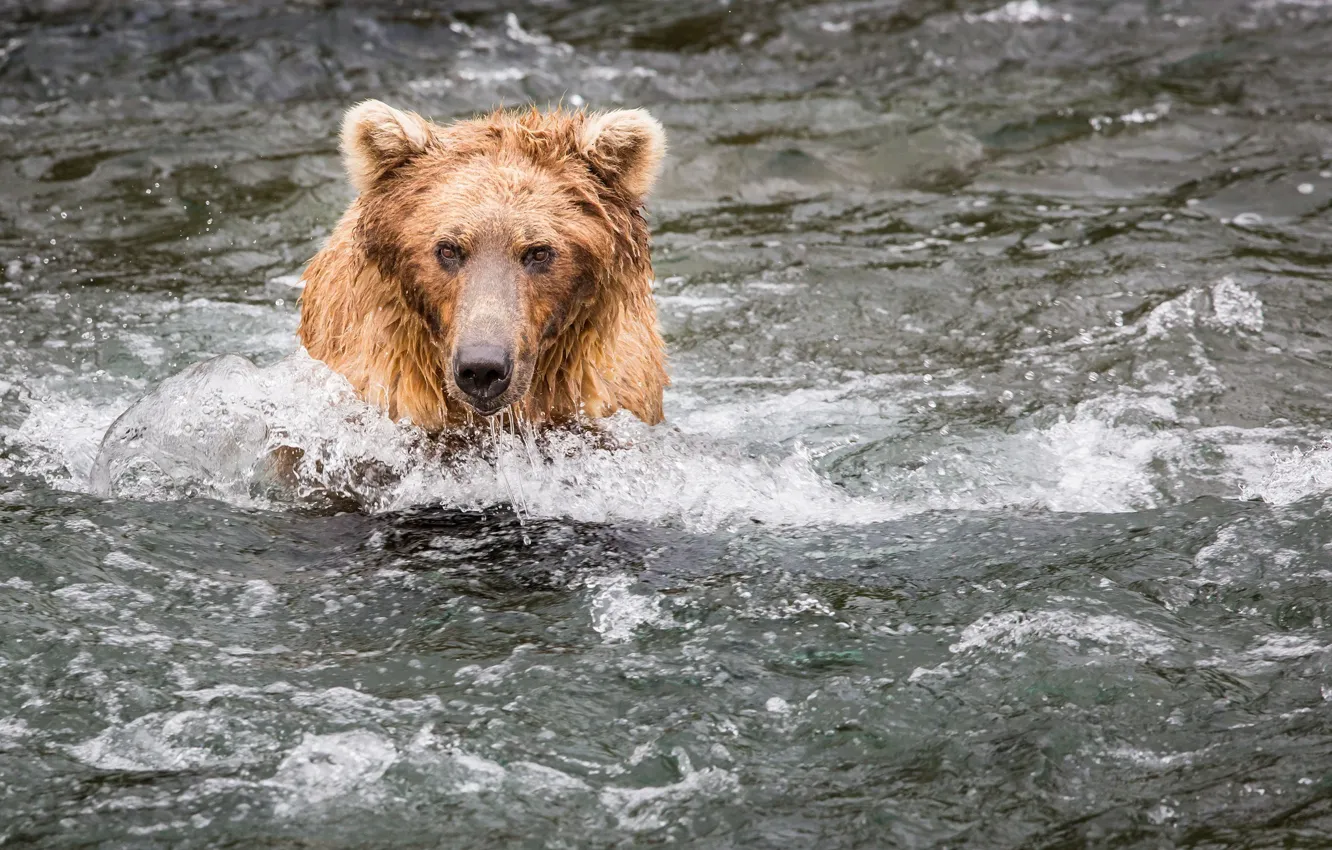 Фото обои морда, вода, рыбалка, медведь, гризли