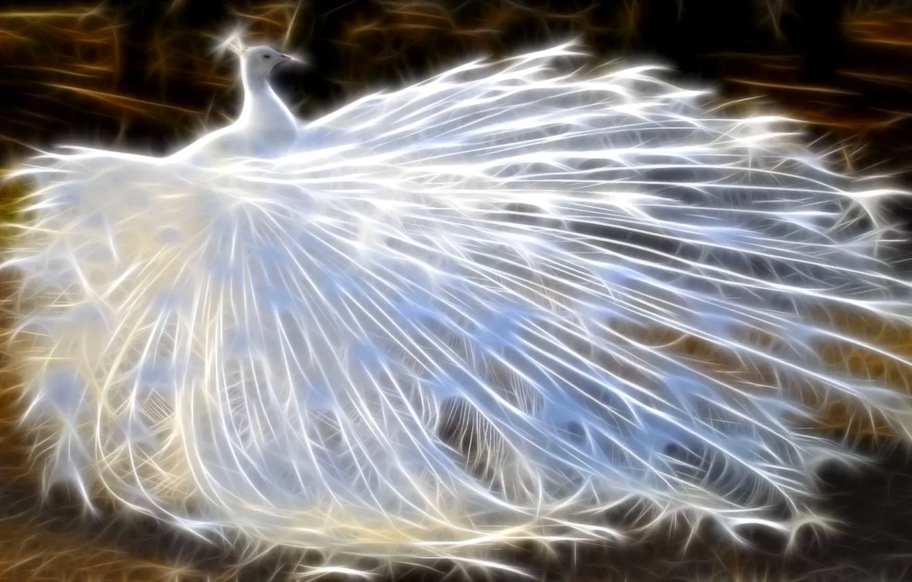 Фото обои птица, арт, павлин, bird, art, оперение, альбинос, albino