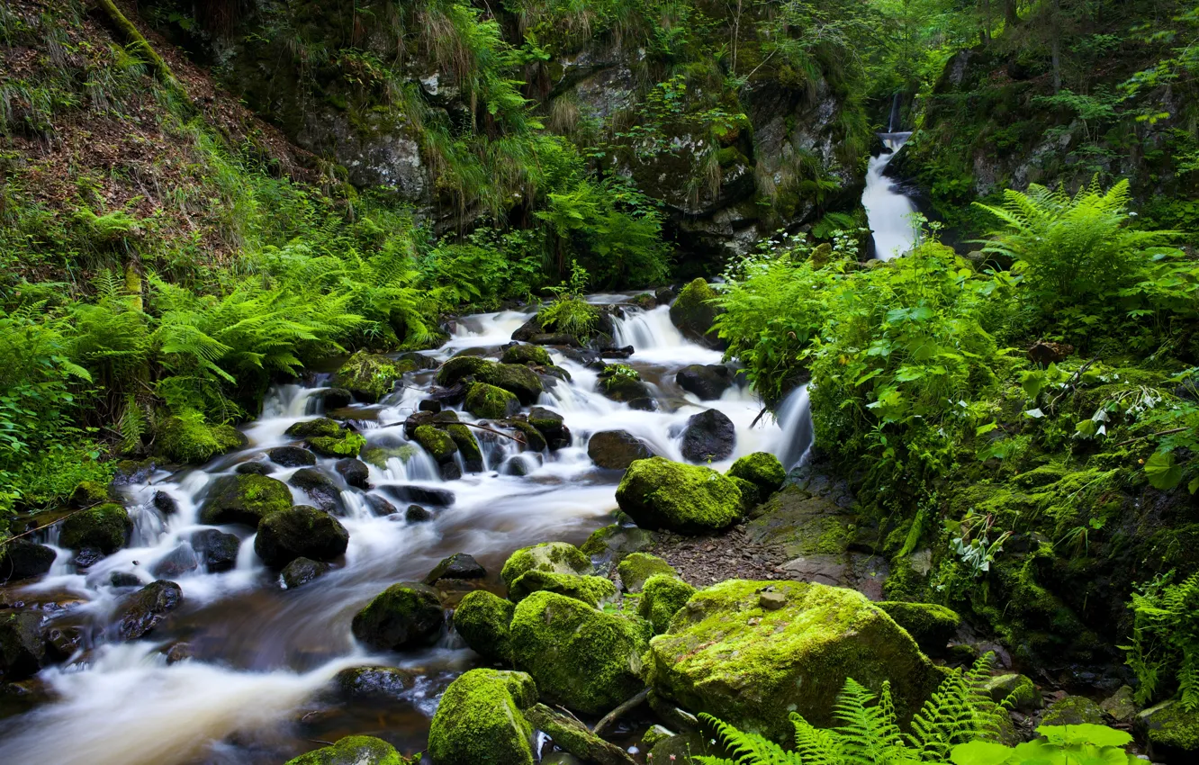 Фото обои ручей, камни, растительность, Германия, ущелье, речка, Germany, Black Forest