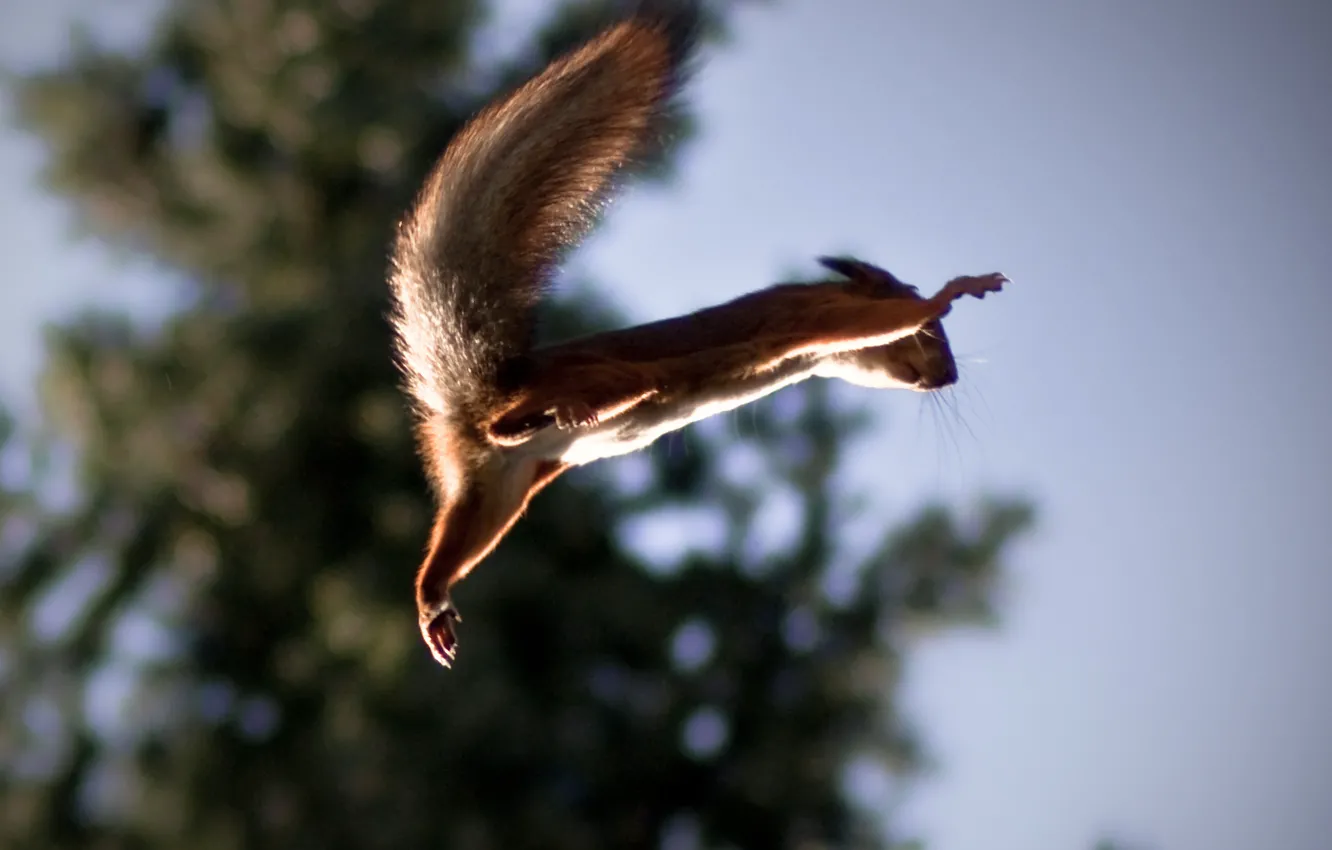 Фото обои прыжок, белка, полёт, Squirrel