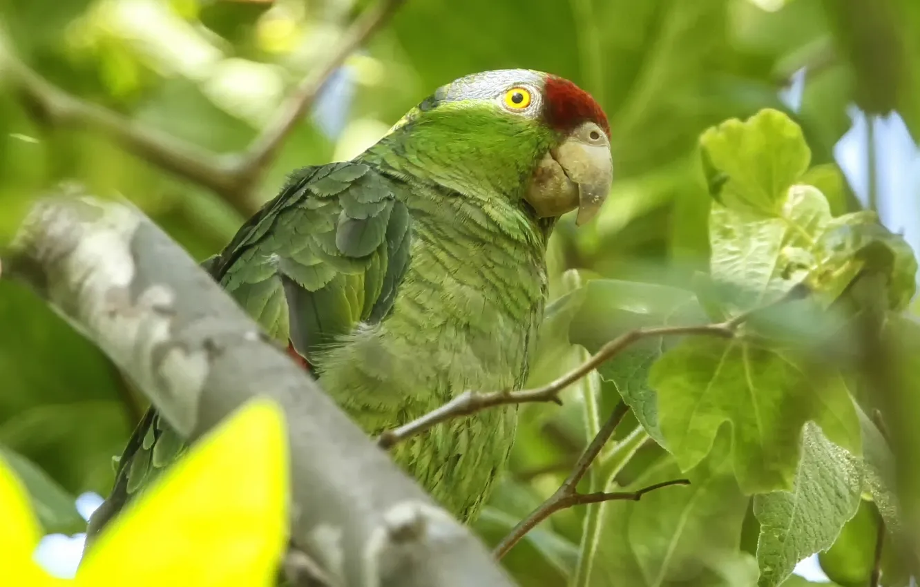 Фото обои птица, попугай, Зеленощёкий амазон