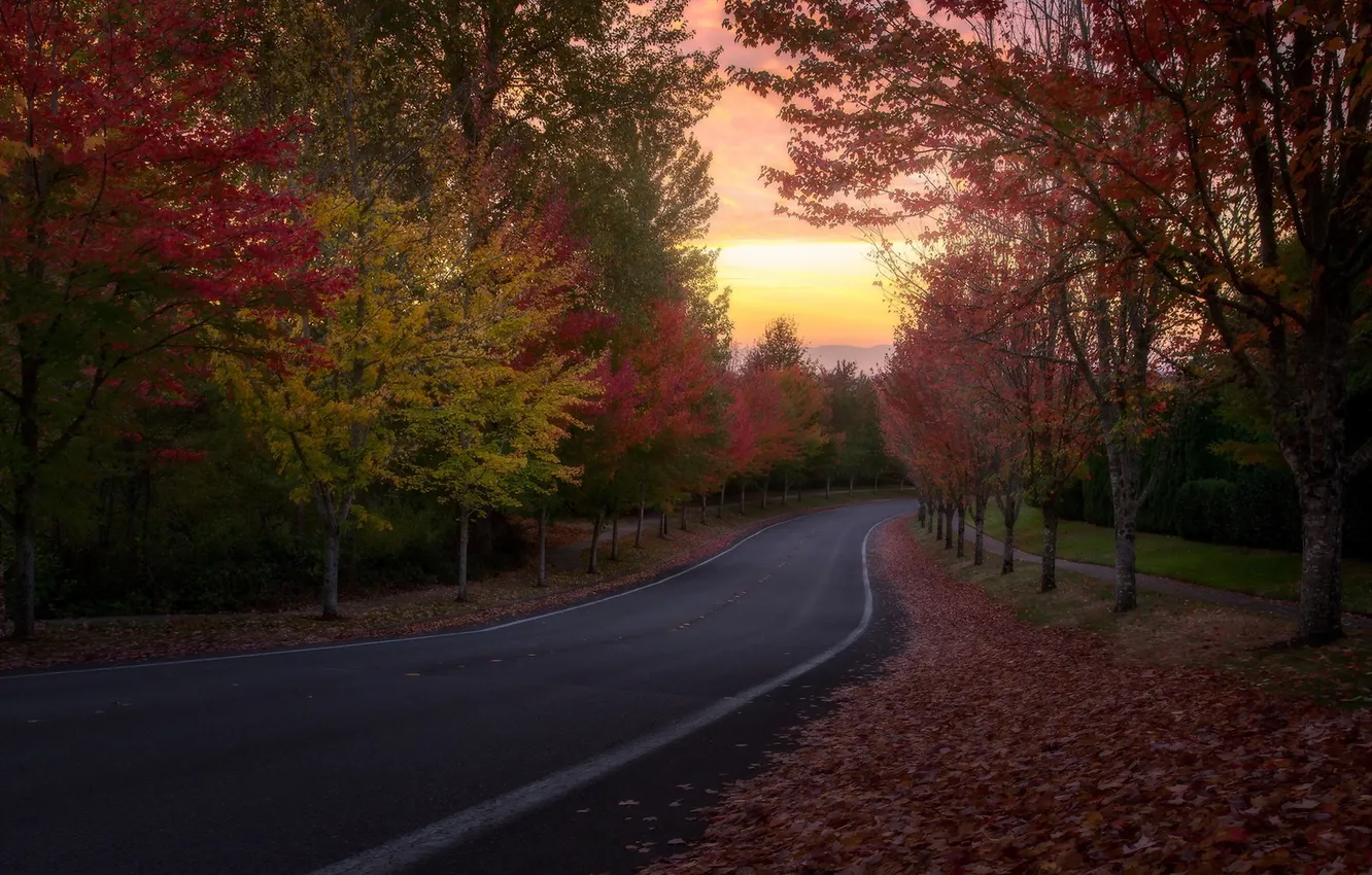 Фото обои дорога, осень, деревья, закат
