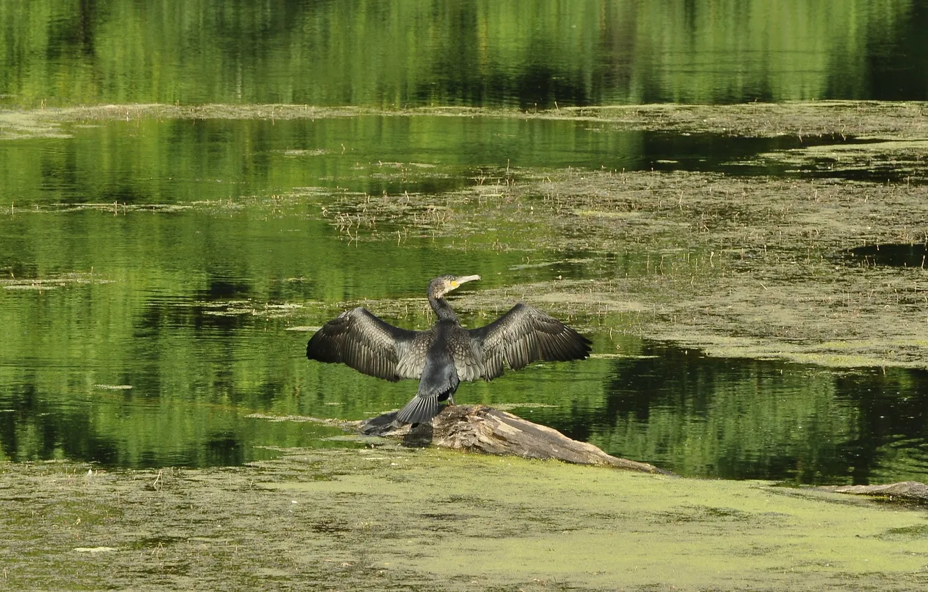 Фото обои озеро, пруд, птица, крылья, бревно, взмах, баклан
