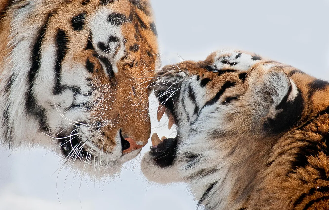 Фото обои снег, тигр, пасть, пара, клыки