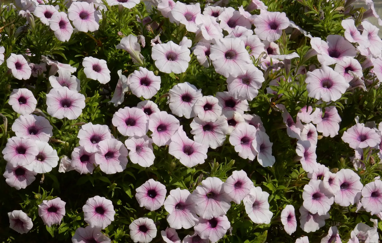 Фото обои трава, цветы, widescreen, обои, wallpaper, широкоформатные, background, обои на рабочий стол