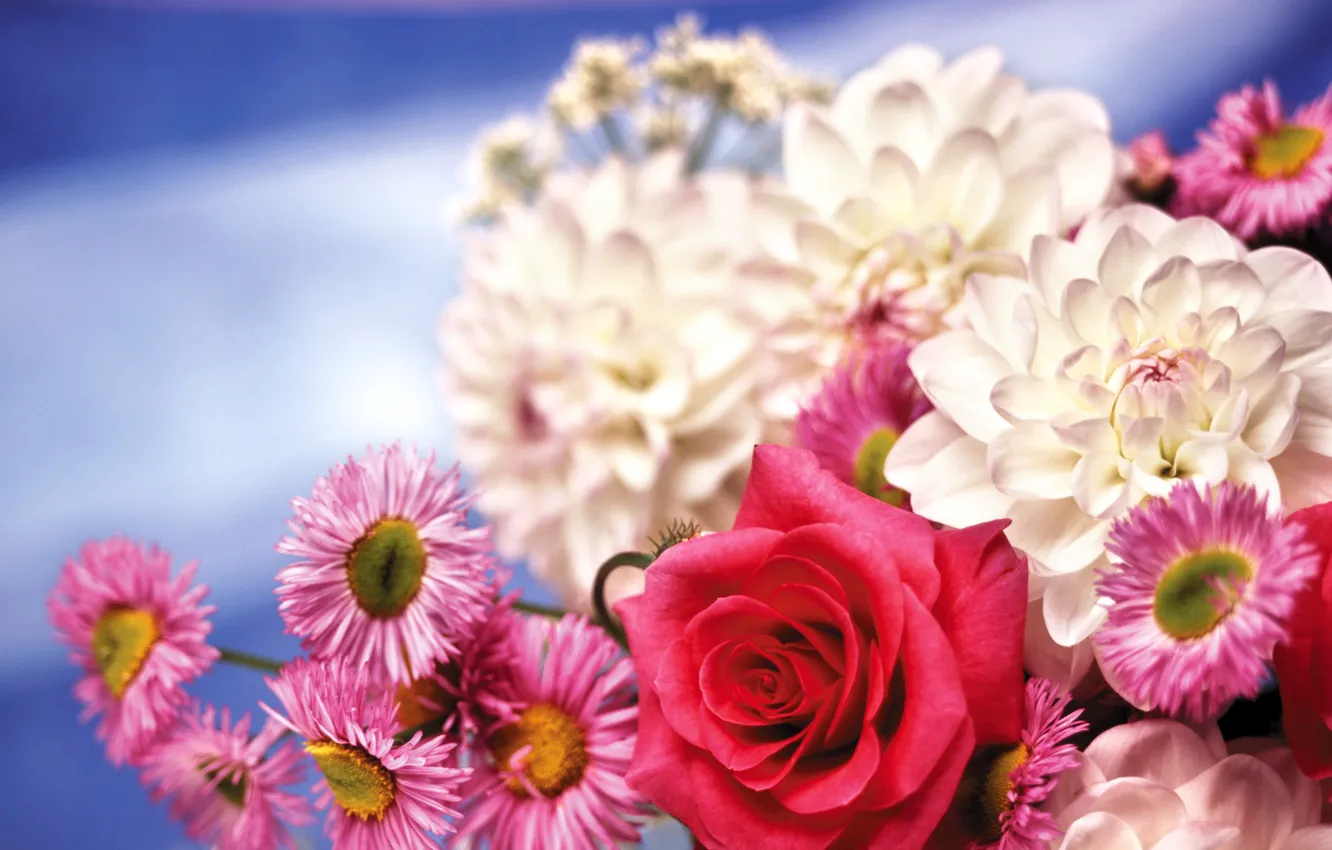 Фото обои цветы, роза, хризантемы