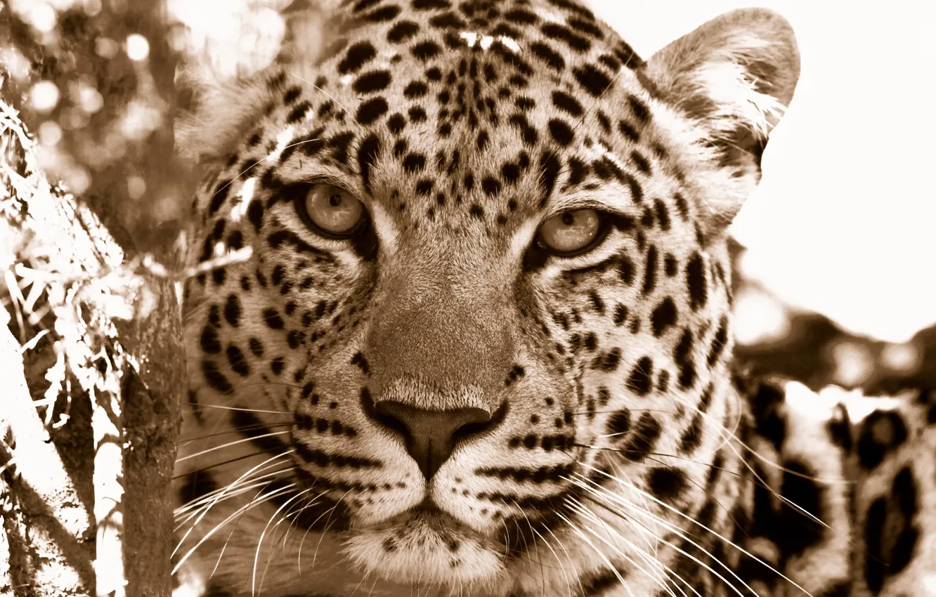 Фото обои морда, дикие кошки, леопарды, морды хищники
