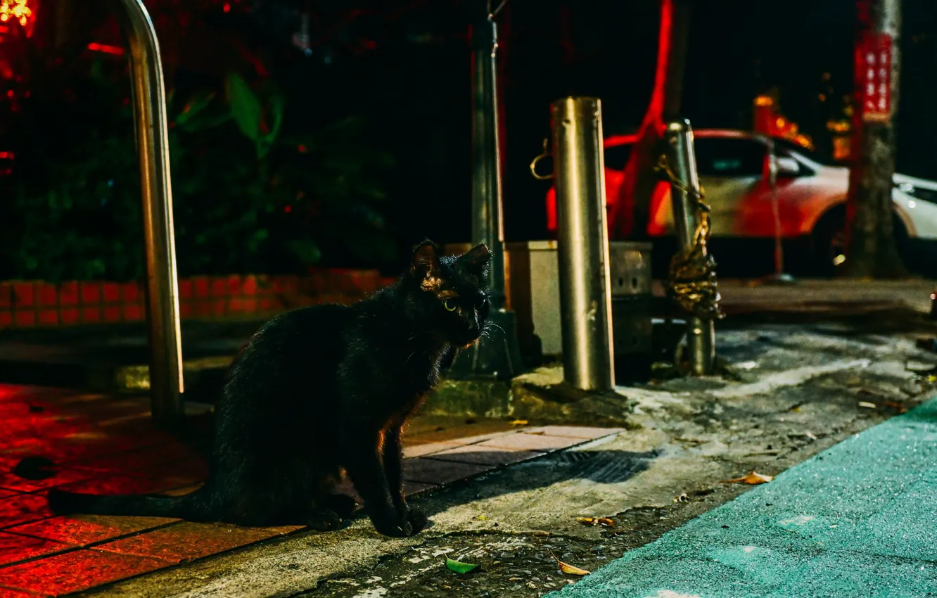 Фото обои кот, улица, черный