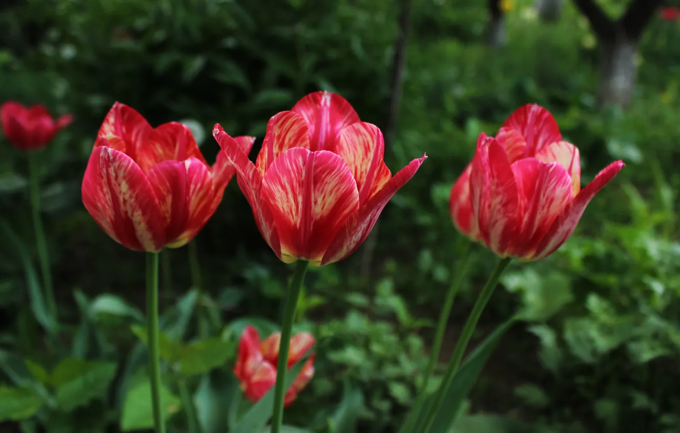 Фото обои Весна, Spring, Боке, Bokeh, Red tulips, Красные тюльпаны