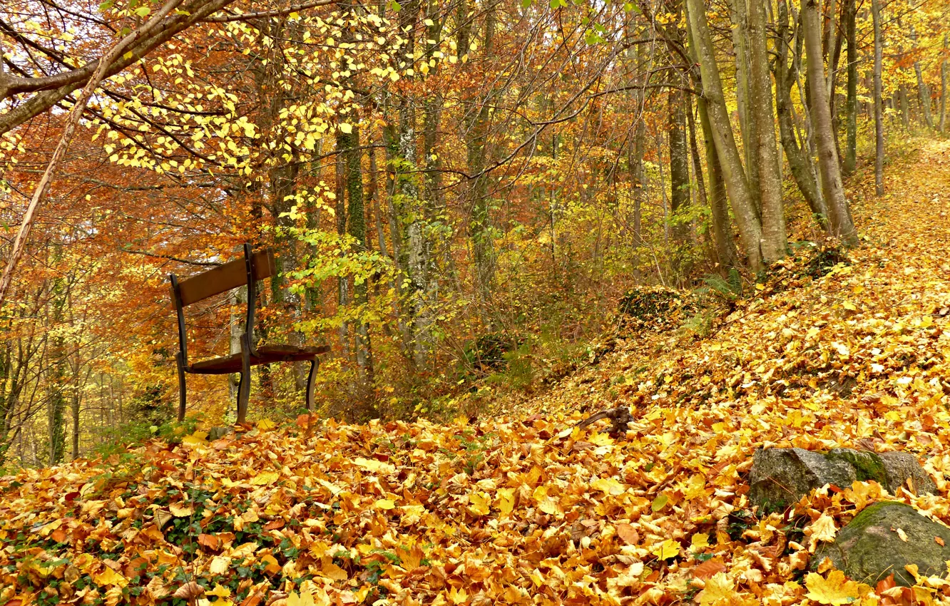 Фото обои осень, лес, скамейка, листва
