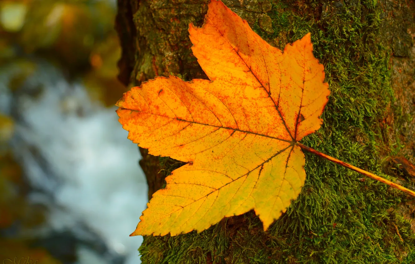 Фото обои Листок, Дерево, Осень, Fall, Tree, Autumn, Leave