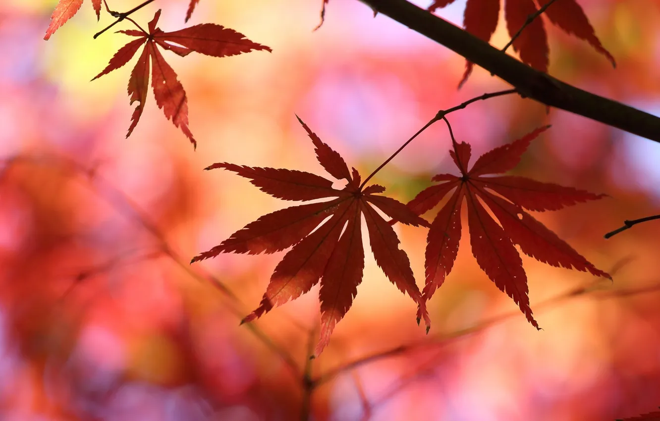 Фото обои листья, макро, деревья, красный, фон, дерево, обои, размытие