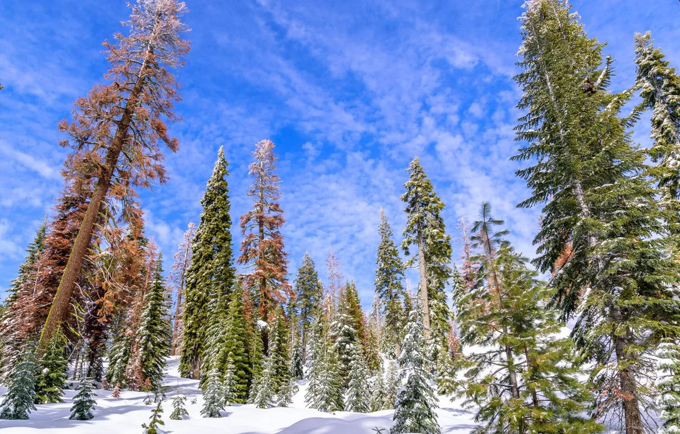 Фото обои зима, природа, тайга