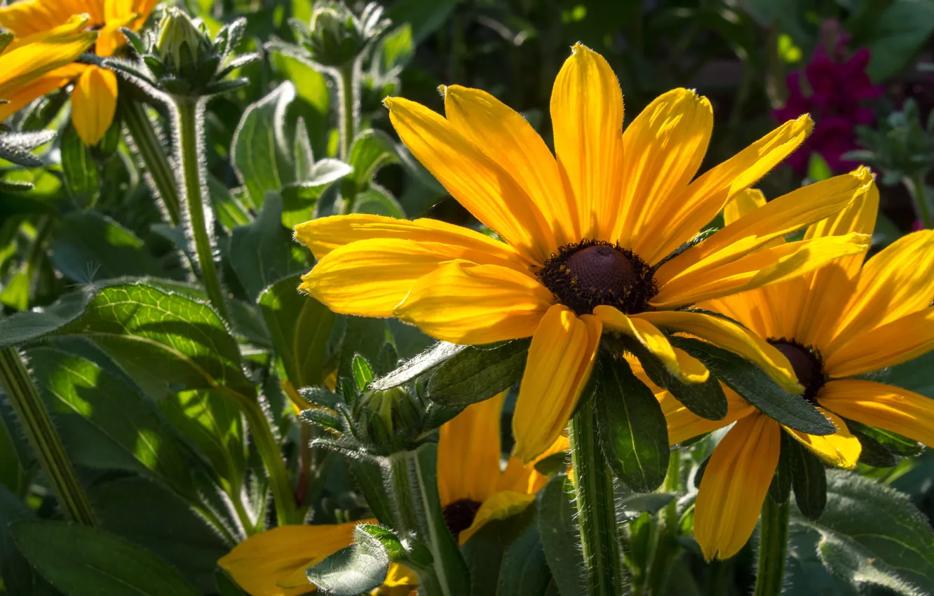 Фото обои макро, цветы, желтый, сад, рудбекия