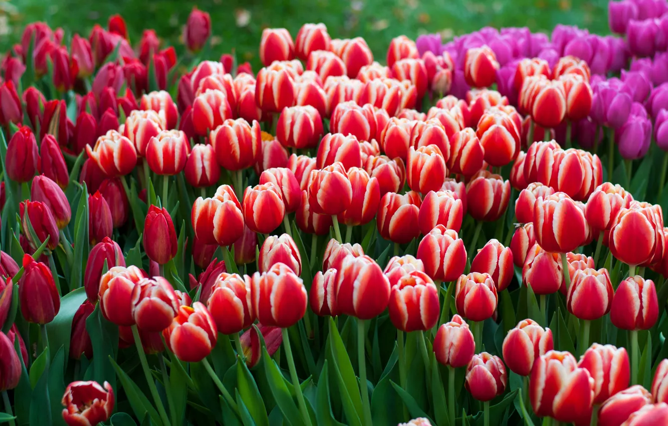 Фото обои цветы, весна, тюльпаны, красные, бутоны, клумба, много, сиреневые