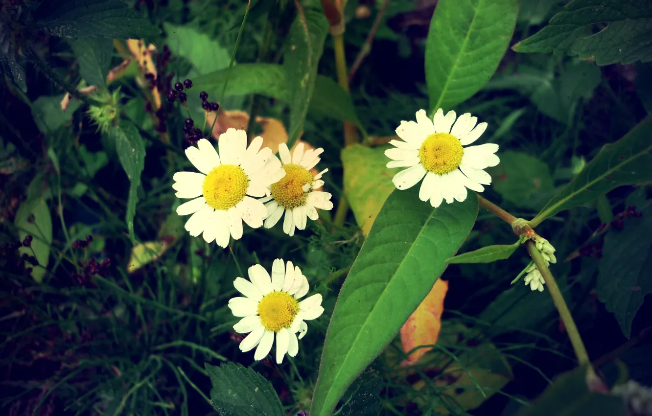 Фото обои зелень, макро, ромашки