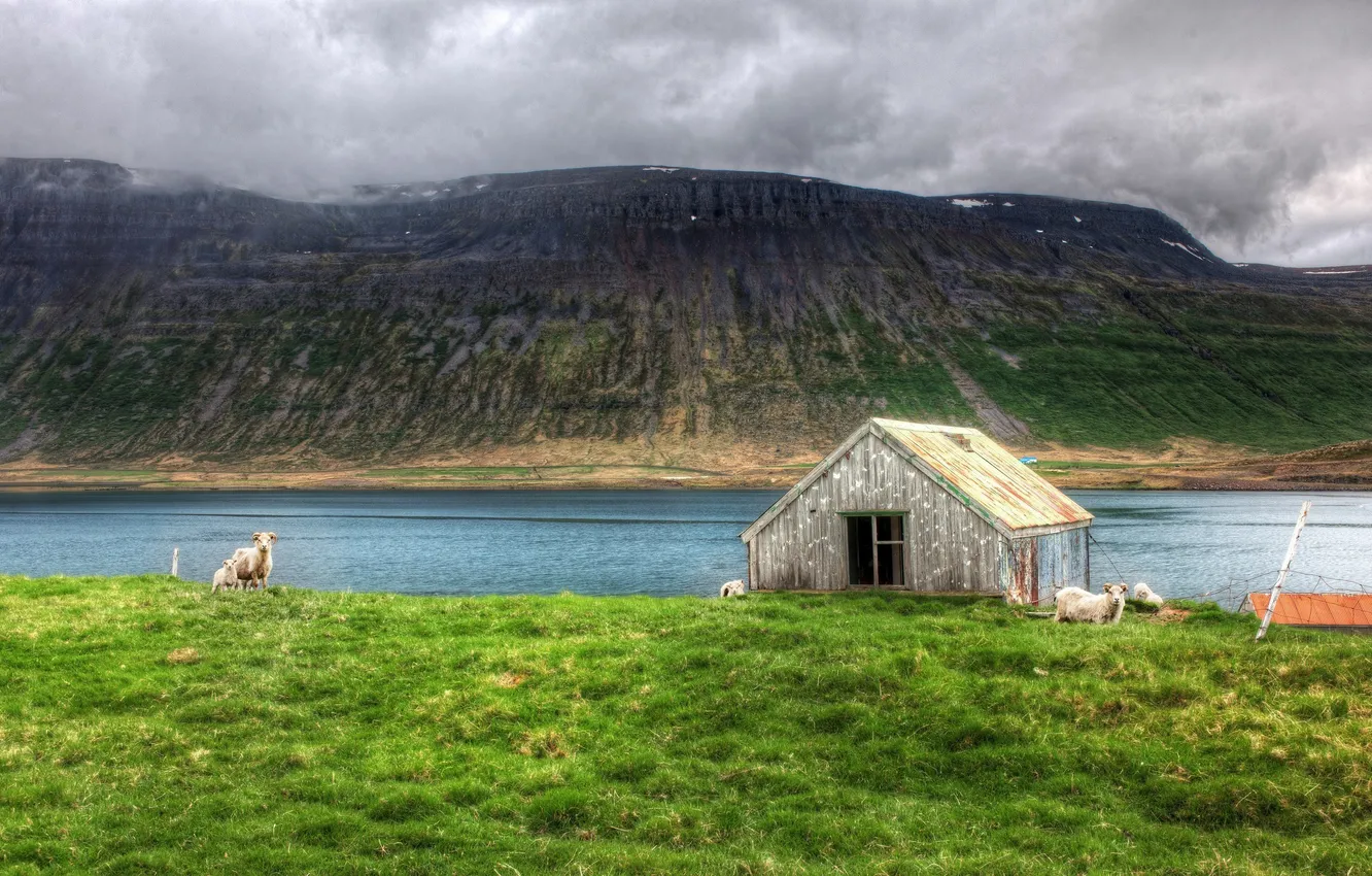 Фото обои island, Nobody Needs Dramatic Sheep, north atlantic