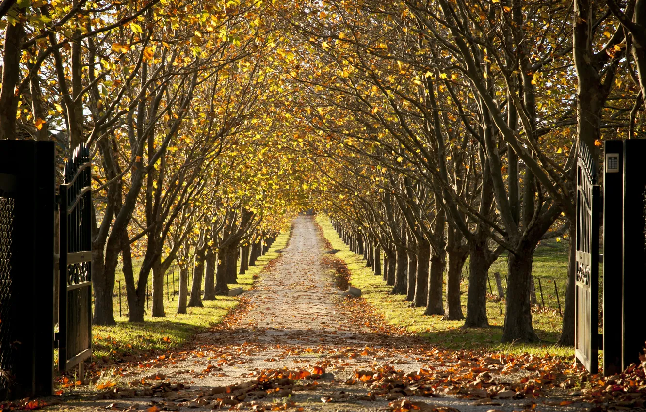 Фото обои осень, деревья, пейзаж