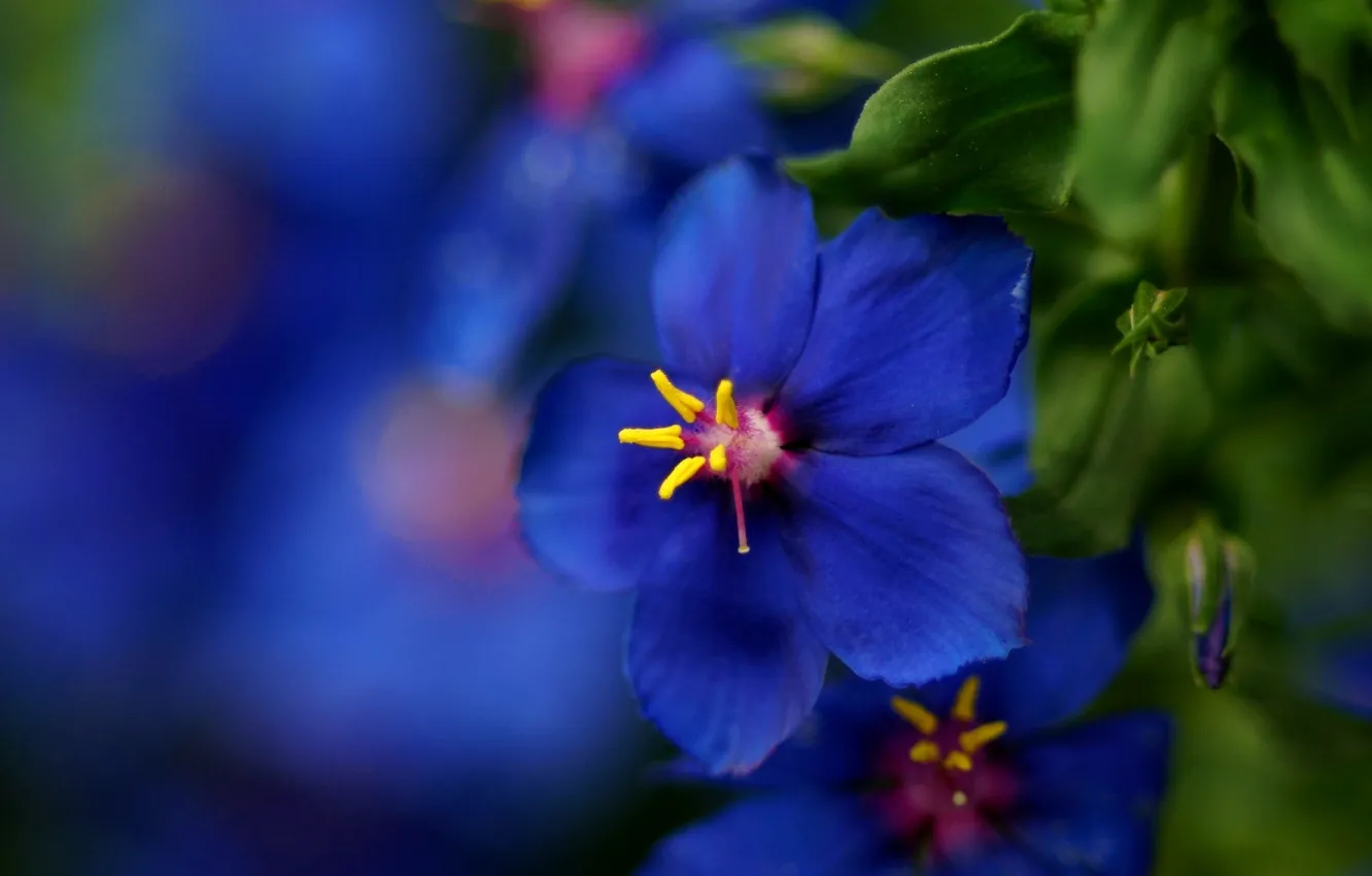 Фото обои цветок, макро, синий