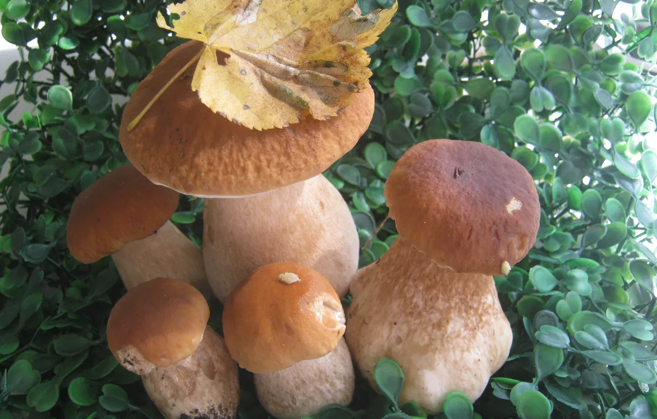 Фото обои коллаж, грибы, листок, Белые, семейка, Боровики, зеленый коврик
