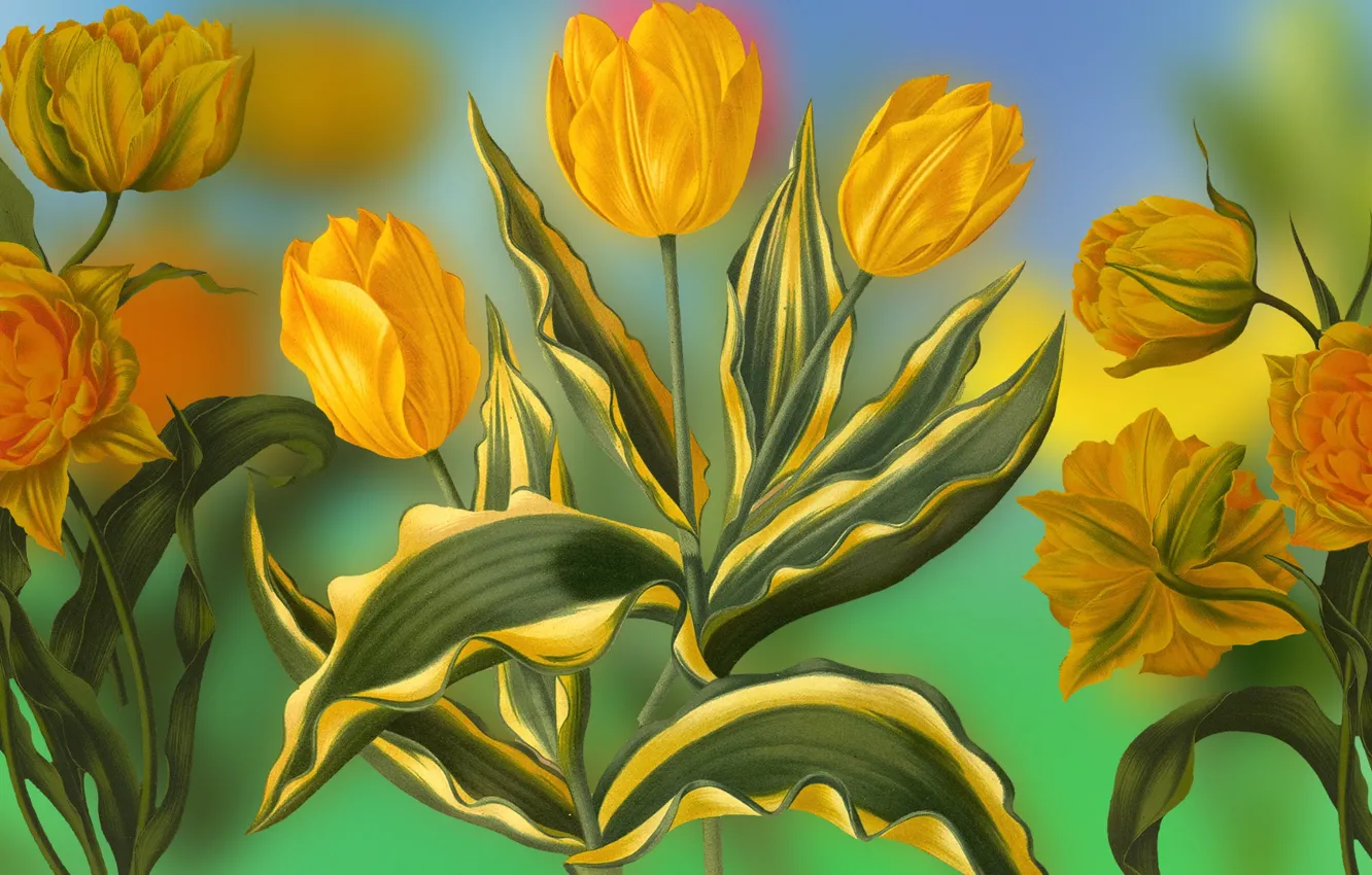 Фото обои Grafika, Tulipany, Kwiaty