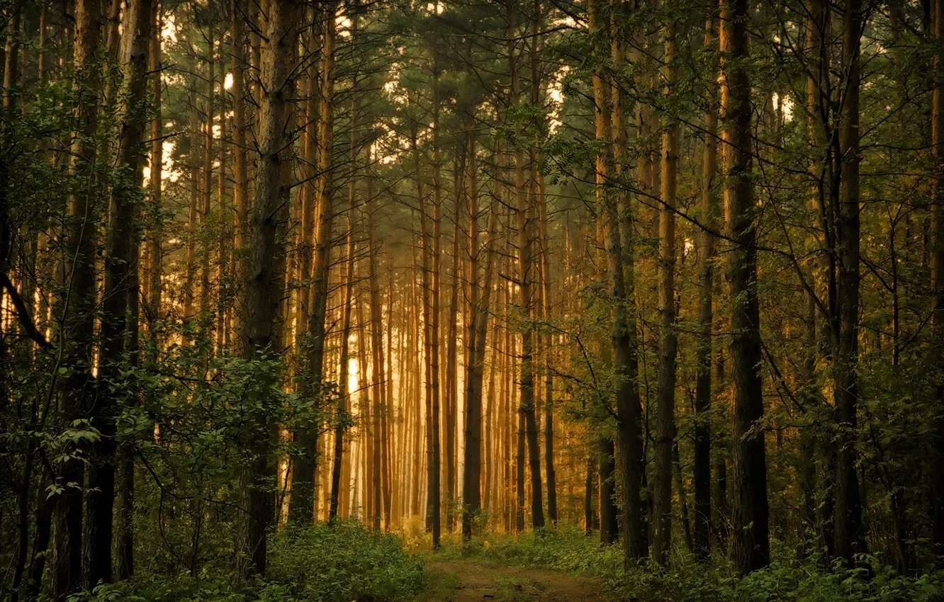 Фото обои лес, свет, деревья
