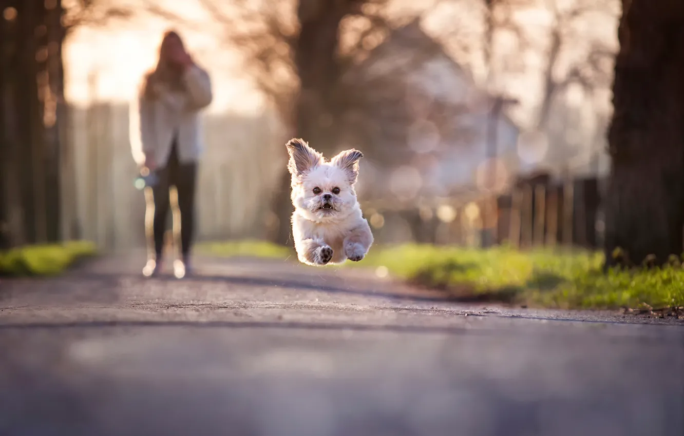 Фото обои прыжок, бег, собачка