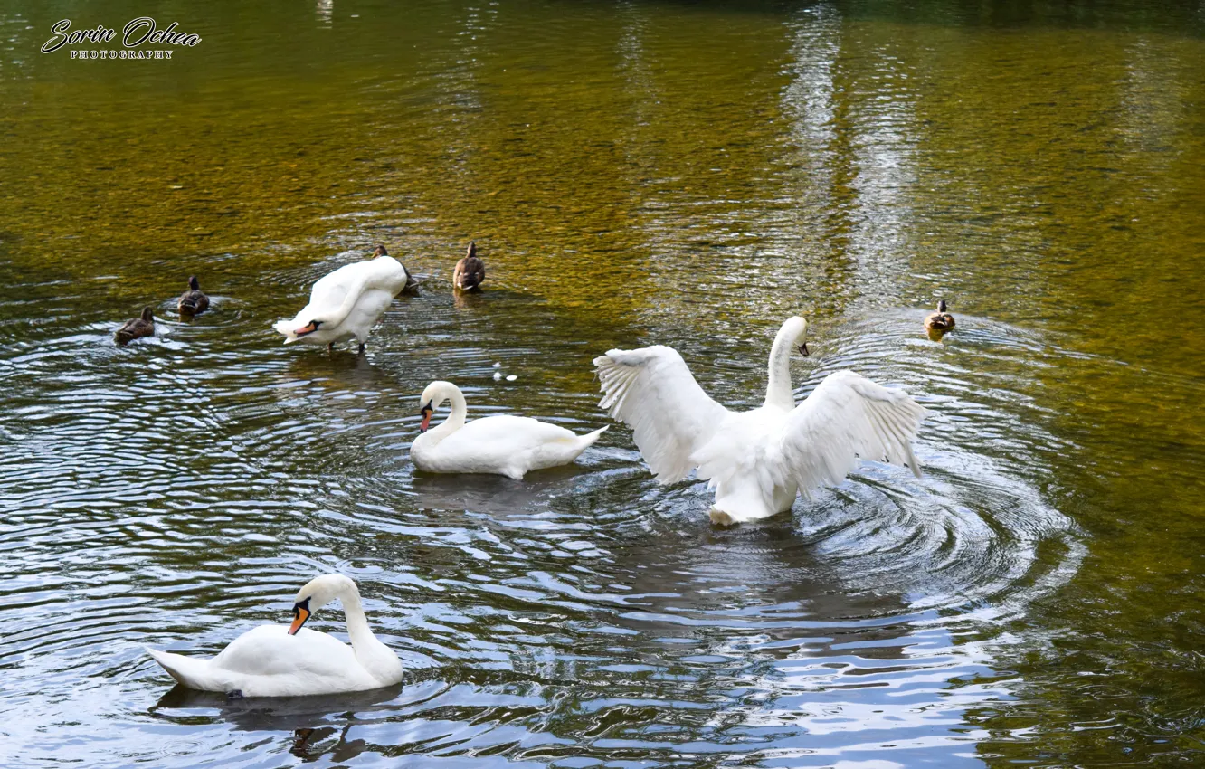 Фото обои Nature, Birds, Water, Lake, Swan, Animals, Sorin Ochea Photohraphy, Lebada