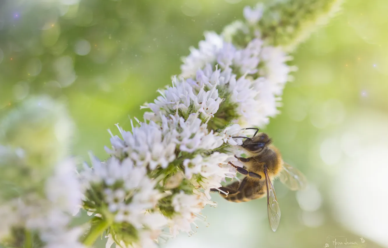 Фото обои белый, цветок, блики, пчела, насекомое
