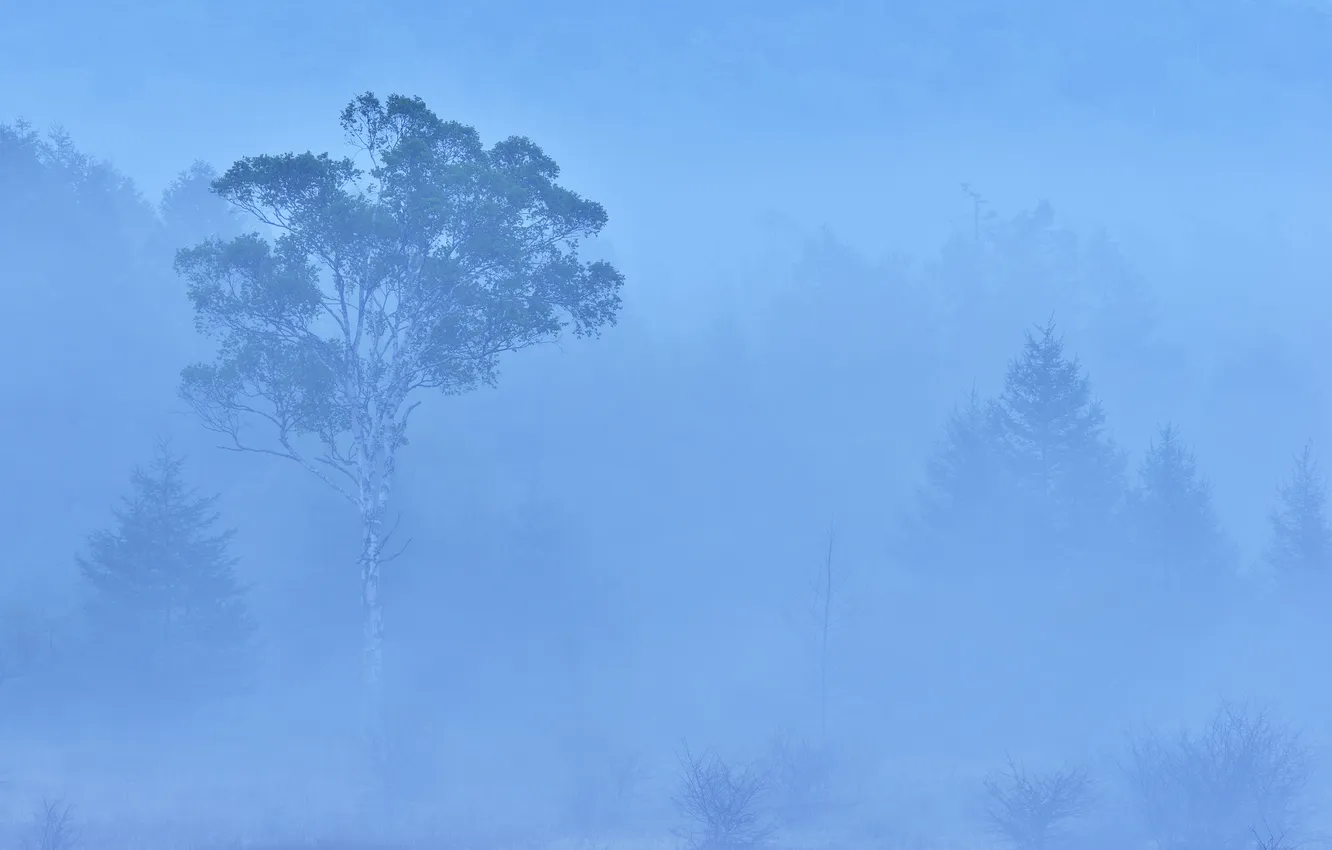 Фото обои лес, деревья, туман, дымка