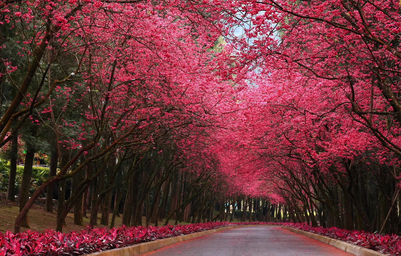 Фото обои дорога, деревья, парк, сакура, аллея, цветущие