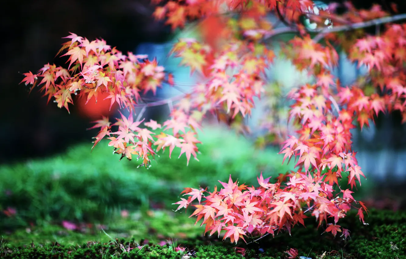 Фото обои трава, ветки, красный, природа, листва, япония, клён