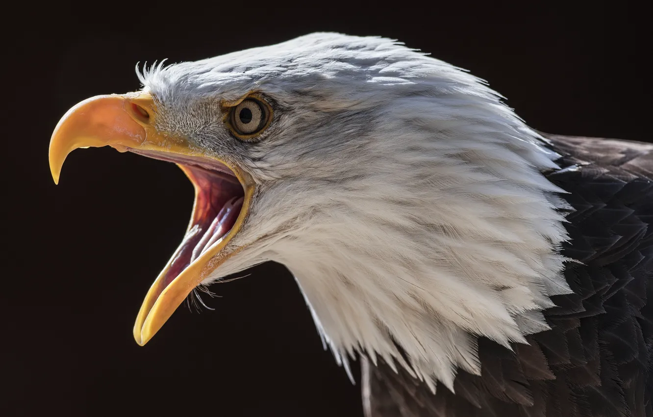 Фото обои природа, птица, Bald Eagle