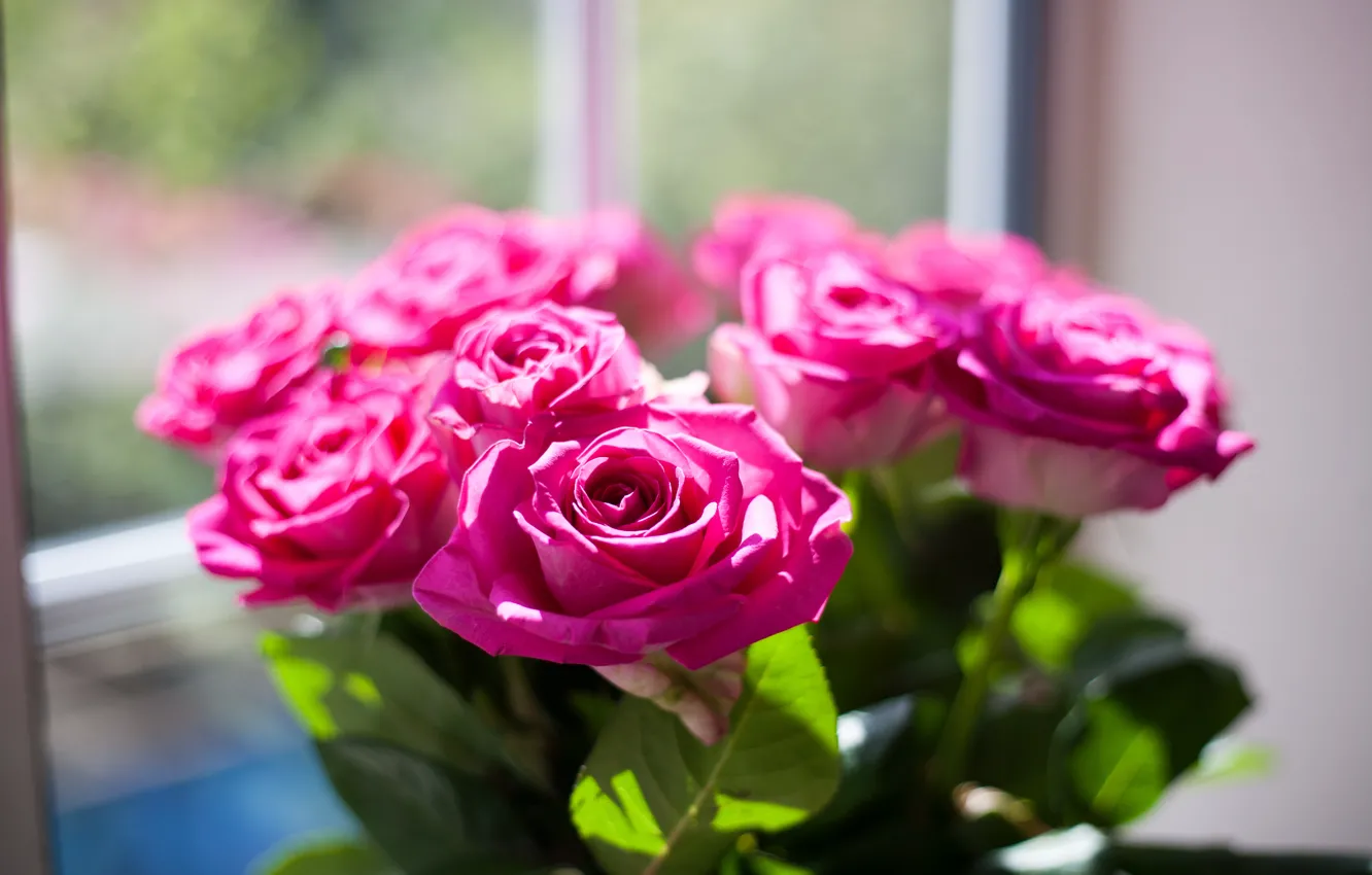 Фото обои розовый, цвет, розы