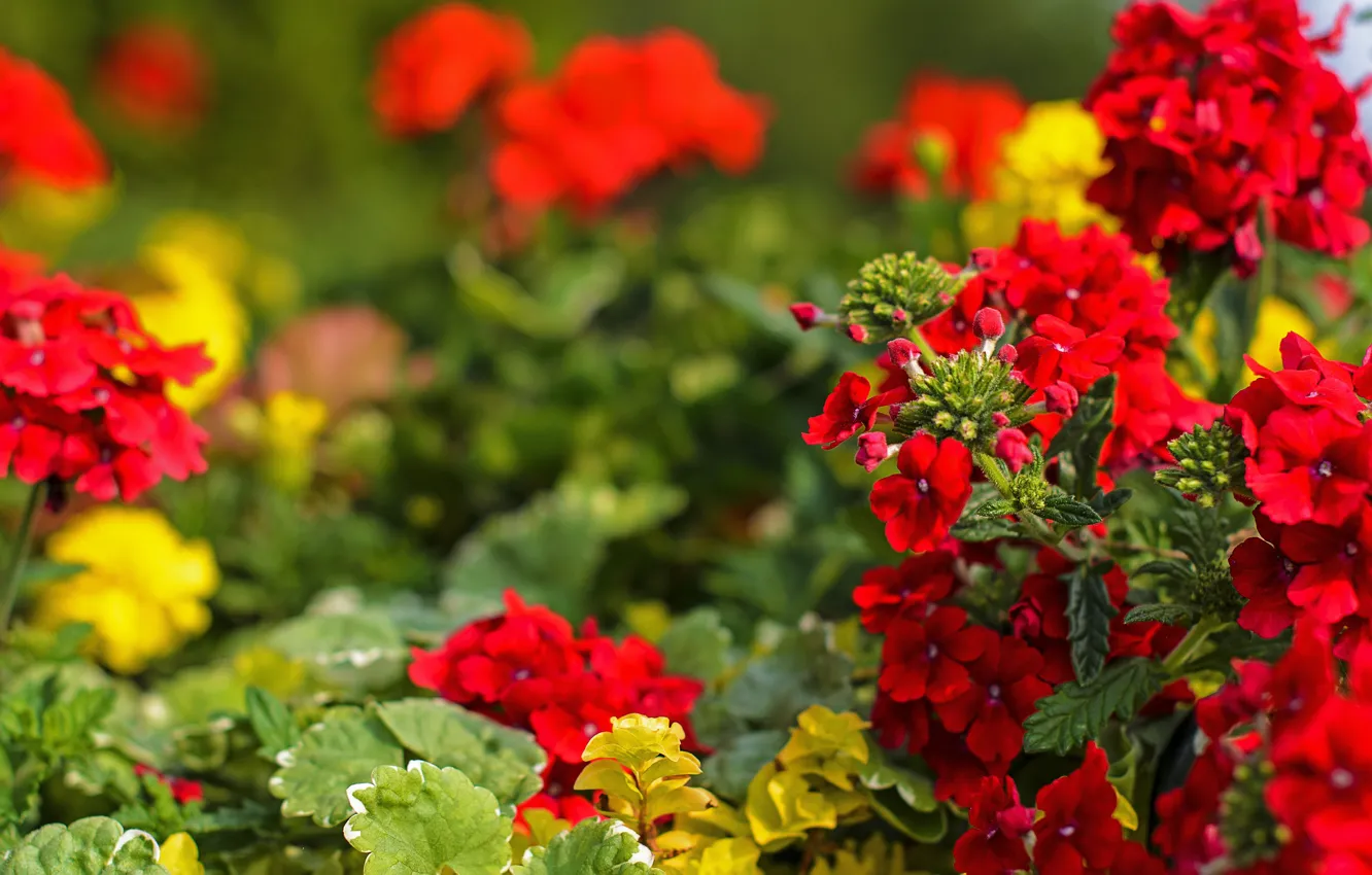 Фото обои Цветы, красные, red, flowers, боке, bokeh
